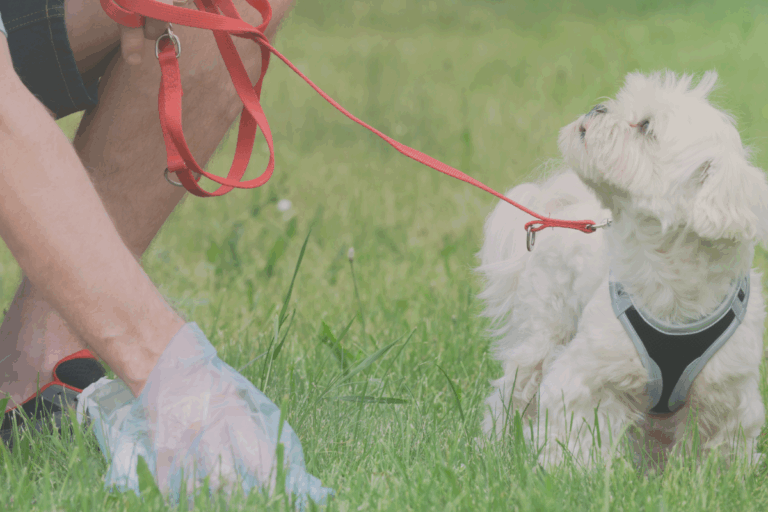 Small white dog with owner picking up litter