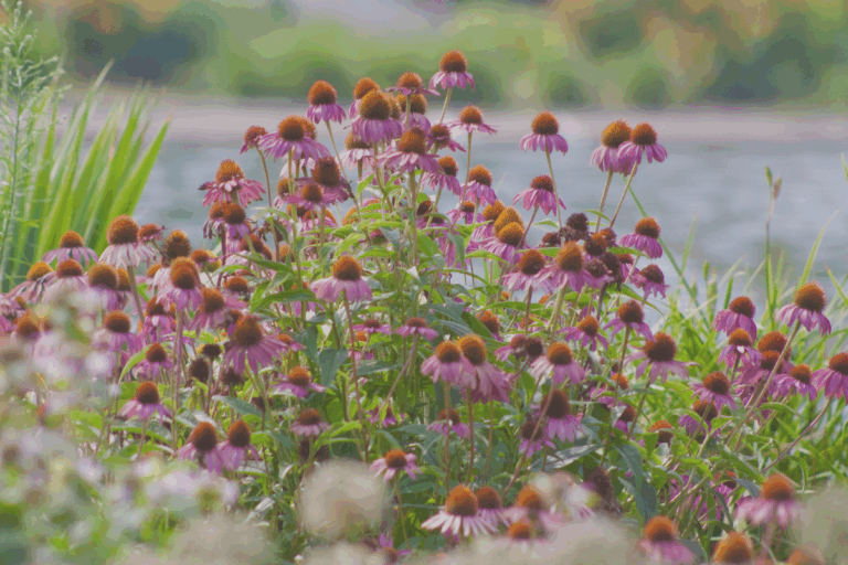 Purple flowers