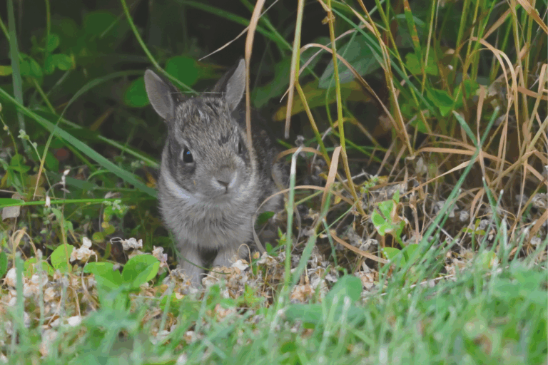 Baby bunny in yard